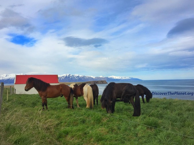 Iceland horses 2